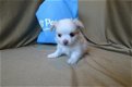 Thuis opgeleide chihuahua langharige puppy jongen - 2 - Thumbnail