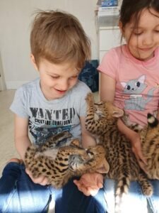 savanne kitten, caracal, serval beschikbaar - 0