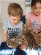 savanne kitten, caracal, serval beschikbaar - 0 - Thumbnail