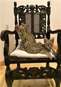 savanne kitten, caracal, serval beschikbaar - 1