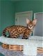 savanne kitten, caracal, serval beschikbaar - 2 - Thumbnail