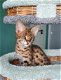 savanne kitten, caracal, serval beschikbaar - 3 - Thumbnail