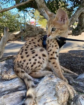 savanne kitten, caracal, serval beschikbaar - 4