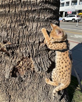 savanne kitten, caracal, serval beschikbaar - 5