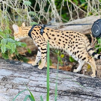 savanne kitten, caracal, serval beschikbaar - 6