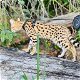 savanne kitten, caracal, serval beschikbaar - 6 - Thumbnail
