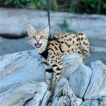 savanne kitten, caracal, serval beschikbaar - 7