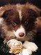 Australian Shepherd puppy - 0 - Thumbnail