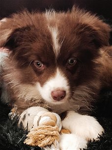 Australian Shepherd puppy