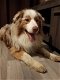 Australian Shepherd puppy - 4 - Thumbnail