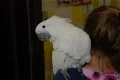 Kakatoe papegaai - 0 - Thumbnail