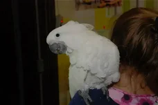 Kakatoe papegaai