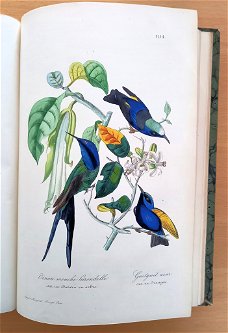 Le Muséum d’Histoire Naturelle 1854 flora en fauna