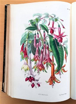 Le Muséum d’Histoire Naturelle 1854 flora en fauna - 6
