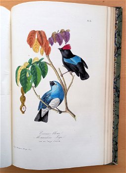 Le Muséum d’Histoire Naturelle 1854 flora en fauna - 7