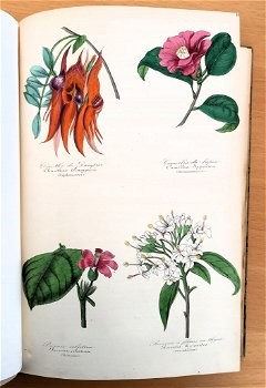 Botanique 1854 Le Maout - Botanie met 23 platen in kleur - 0