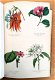 Botanique 1854 Le Maout - Botanie met 23 platen in kleur - 0 - Thumbnail