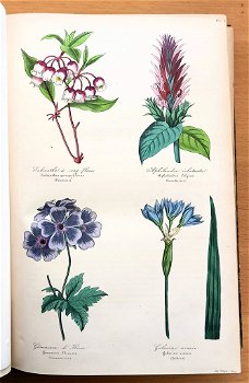 Botanique 1854 Le Maout - Botanie met 23 platen in kleur - 1