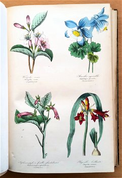 Botanique 1854 Le Maout - Botanie met 23 platen in kleur - 2