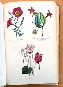 Botanique 1854 Le Maout - Botanie met 23 platen in kleur - 3
