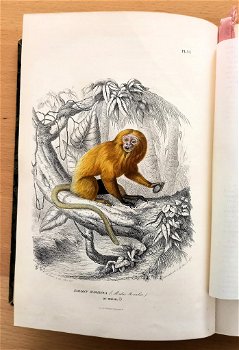 Histoire Naturelle des Mammifères 1854 Gervais - Apen - 0