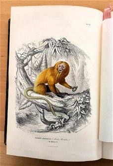 Histoire Naturelle des Mammifères 1854 Gervais - Apen