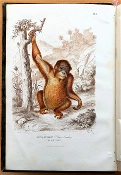 Histoire Naturelle des Mammifères 1854 Gervais - Apen - 2