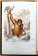 Histoire Naturelle des Mammifères 1854 Gervais - Apen - 2 - Thumbnail