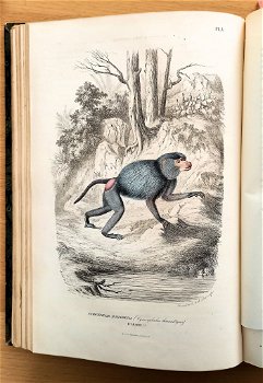Histoire Naturelle des Mammifères 1854 Gervais - Apen - 4