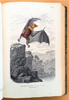 Histoire Naturelle des Mammifères 1854 Gervais - Apen - 5