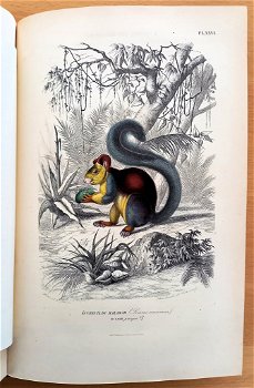 Histoire Naturelle des Mammifères 1854 Gervais - Apen - 6