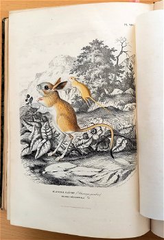 Histoire Naturelle des Mammifères 1854 Gervais - Apen - 7