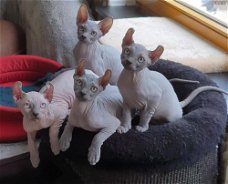 Sphynx-kittens te koop