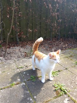 Gratis lieve Kater van 1 jaar oud gratis op te halen - 0