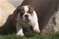 Prachtige Engelse buldog pups met stamboom. - 1 - Thumbnail