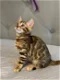Bengaalse kittens met stamboom - 0 - Thumbnail
