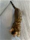 Bengaalse kittens met stamboom - 1 - Thumbnail
