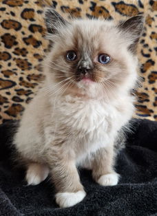 Raszuivere Ragdoll kittens