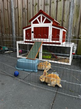 ZGAN konijnenhok buiten - 3