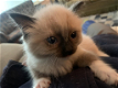 Ragdoll kittens - 0 - Thumbnail