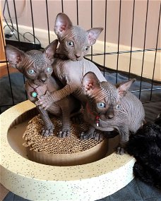 Puur blauwe ogen Sphynx Kittens