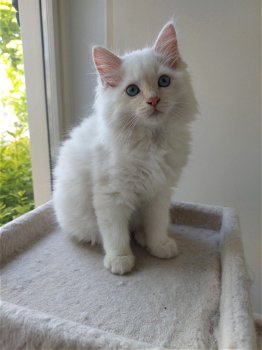 Ragdoll kittens te koop - 1