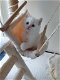 Ragdoll kittens te koop - 3 - Thumbnail