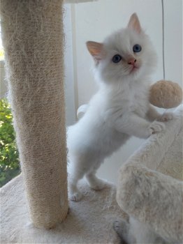 Ragdoll kittens te koop - 4