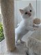 Ragdoll kittens te koop - 4 - Thumbnail