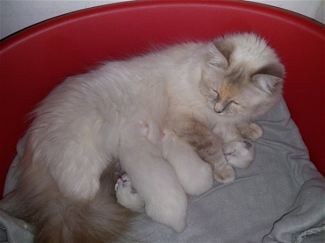 Ragdoll kittens te koop - 5