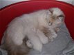 Ragdoll kittens te koop - 5 - Thumbnail