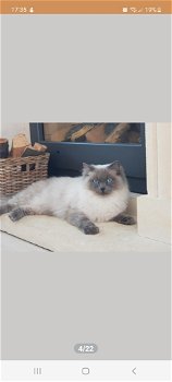 Ragdoll kittens te koop - 7