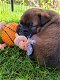 7 prachtige mechelse herder pups te koop - 0 - Thumbnail