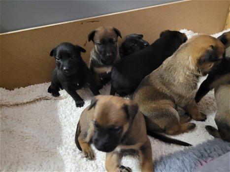 7 prachtige mechelse herder pups te koop - 4